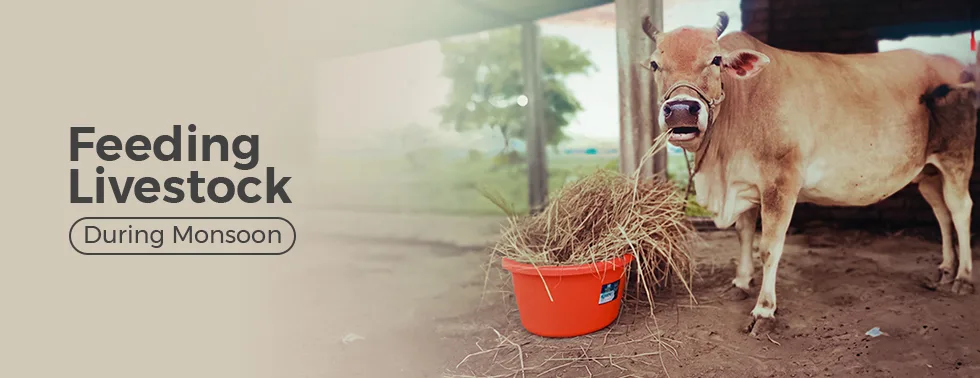 monsoon gardening tips