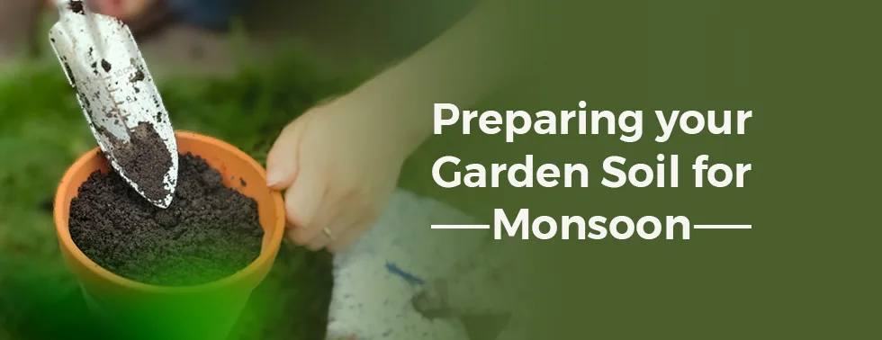 Monsoon gardening tips